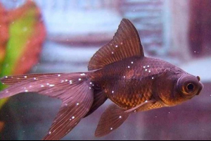 Іхтіофтиріоз у рибі - чи може він бути вилікуваний? Іхтіофтиріоз у рибі - чи може він бути вилікуваний?